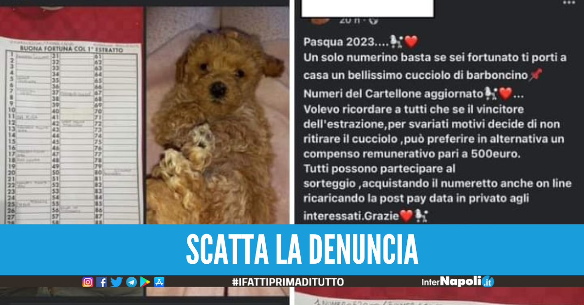 Vergogna Nel Napoletano Cucciolo Di Cane Come Premio Di Una Riffa C