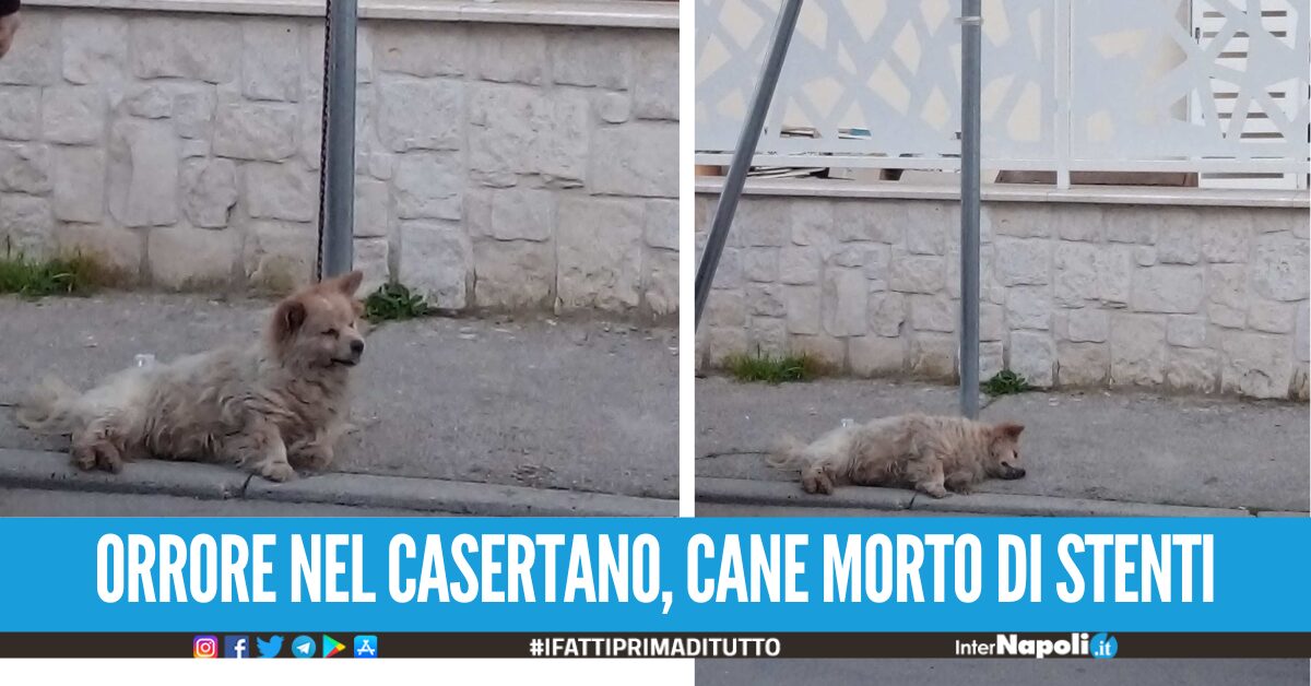 Orrore Nel Casertano Cane Legato Ad Un Palo In Strada E Lasciato