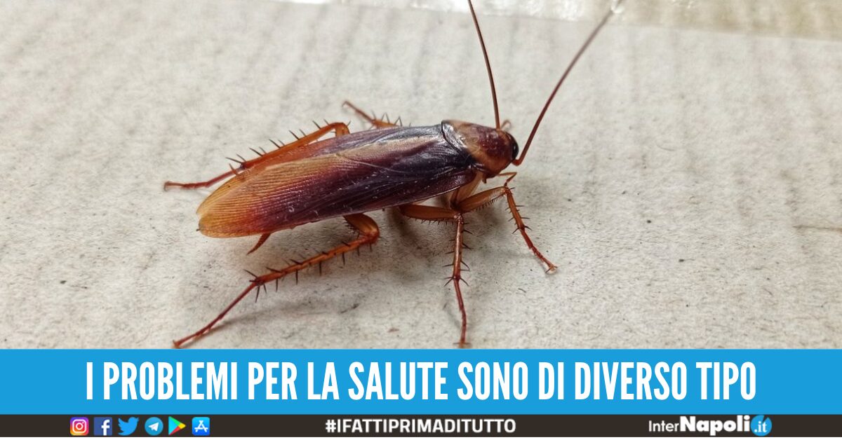 Allarme Blatte Cosa Fare Per Tenerle Lontane E Cosa Si Rischia