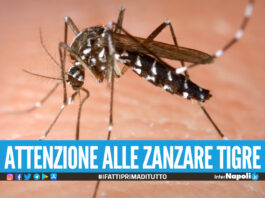 Zanzara tigre, una vera e propria invasione in Campania le zone più colpite e come curarsi