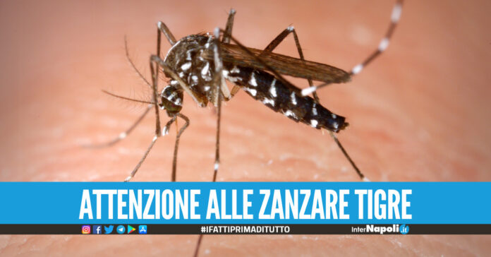 Zanzara tigre, una vera e propria invasione in Campania le zone più colpite e come curarsi