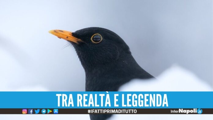Arrivano i giorni della merla, sono considerati i più freddi dell'anno