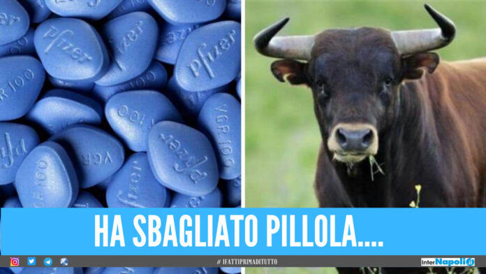 Erezione per 3 giorni consecutivi, paziente operato «Aveva preso un farmaco per tori»