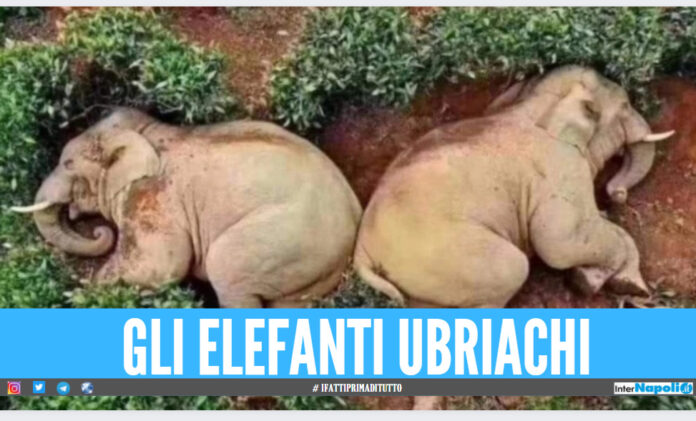 Elefanti bevono 30 litri di vino, il video del collasso in India