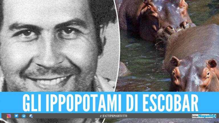 Pablo Escobar continua a far danni anche dopo la morte, i suoi ippopotami devono essere abbattuti