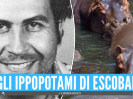 Pablo Escobar continua a far danni anche dopo la morte, i suoi ippopotami devono essere abbattuti
