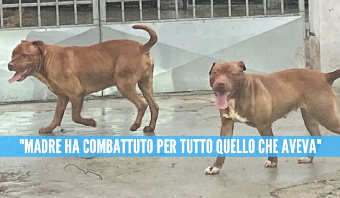 pitbull