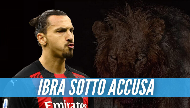 Ibrahimovic nei guai, dure accuse al giocatore del Milan: «Ha ucciso un leone e l’ha portato a casa come trofeo»