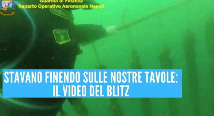 cozze tonnellate napoli