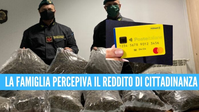 marijuana scoperta piantagione