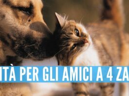 Campania. Toelettatura per cani e gatti