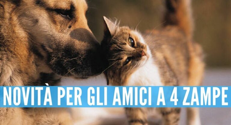 Covid in Campania, come prendersi cura di cani e gatti: arriva il chiarimento dell’Unità di Crisi