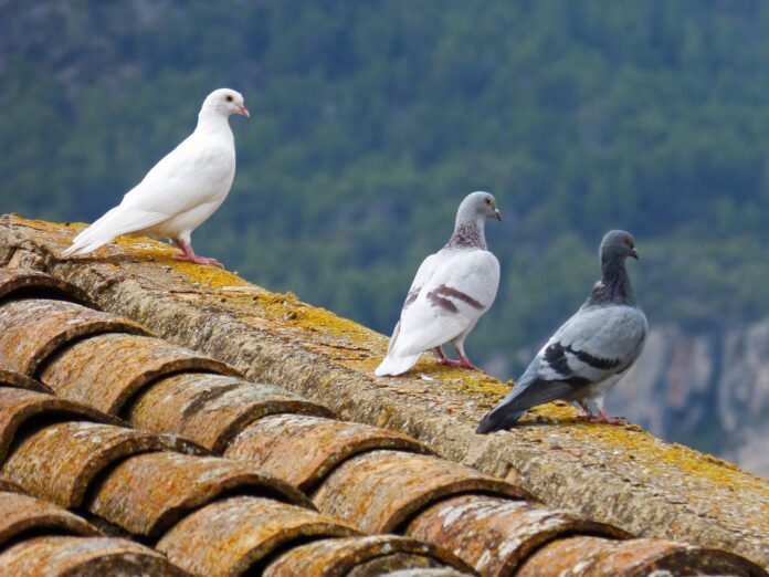 11556-pigeons-1010071_1920