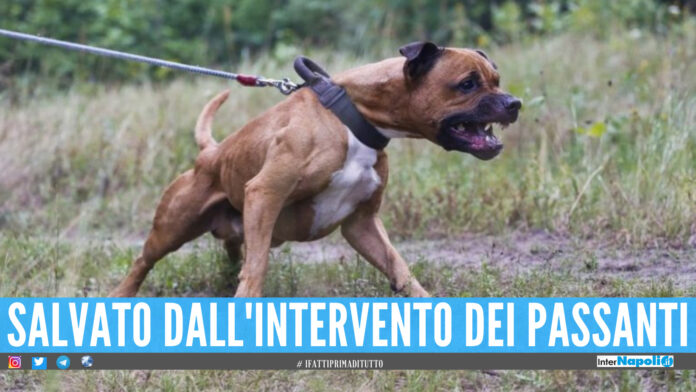 Aggressione Pitbull