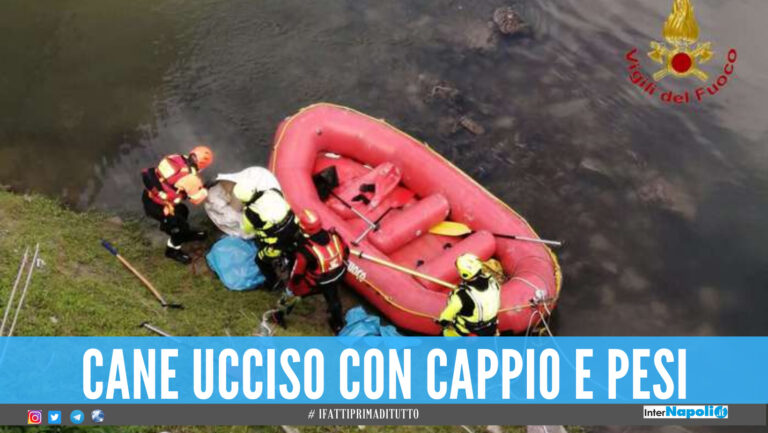 Orrore in Campania, cane gettato nel fiume Volturno con pesi al collo
