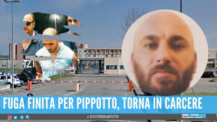 pippotto arrestato domenico d'andrea pippotto