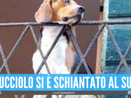 Orrore a Napoli, lancia il proprio cane dal balcone: "Vergognati, fai schifo!"