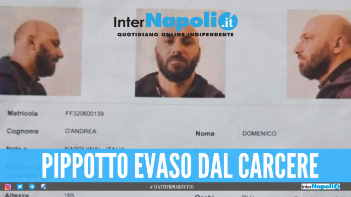 #ifattiprimaditutto (9) Pippotto Domenico D'Andrea pippotto