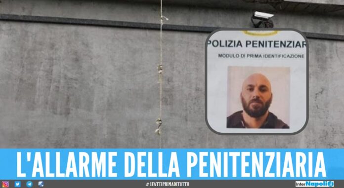 domenico d'andrea