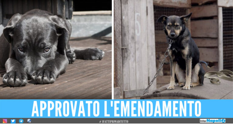 Multe fino a 2mila euro per chi lega il cane alla catena, svolta in Campania