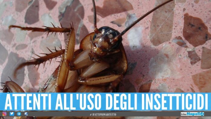 Morsi ed invasione delle blatte in casa, quali sono i rischi per l'uomo