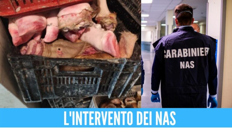 Carne pericolosa per la salute in Campania, sequestrati 500kg in una nota macelleria
