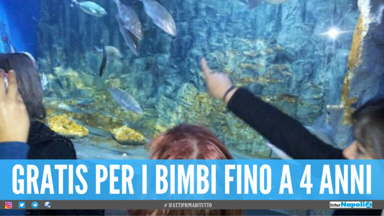 Riapre l'Aquarium di Napoli, visite gratuite per la Giornata Mondiale degli Oceani