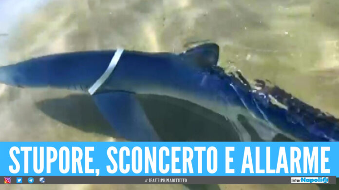 Squalo a pochi metri dalla riva, allarme a Baia Flaminia: il video dell'avvistamento