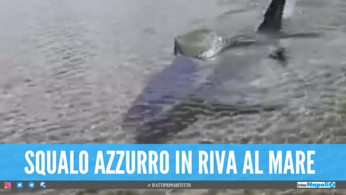 Squalo azzurro