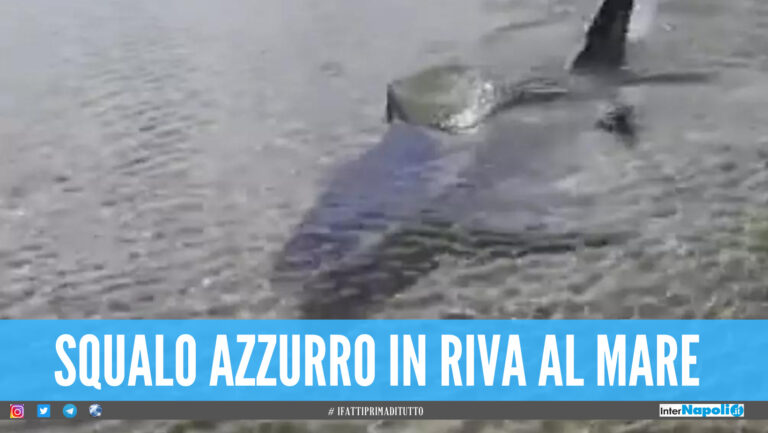 Paura in riva al mare, il video dello squalo azzurro fa il giro del web: il filmato girato sul litorale di Castellaneta Marina