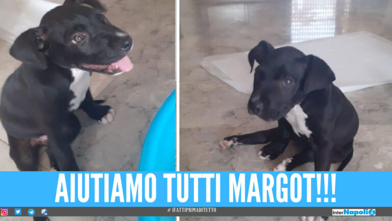 Parte da S. Antimo la mobilitazione per Margot, al cucciolo spezzata la spina dorsale: “Aiutateci per farla star bene”