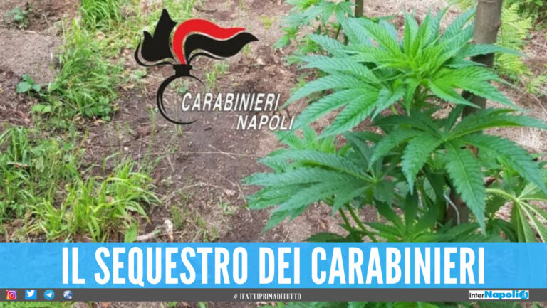 Maxi piantagione di cannabis scoperta nel Napoletano, 978 piante alte due metri l’una