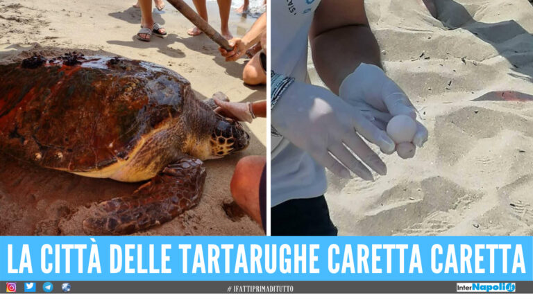 Castel Volturno città delle tartarughe, record di nidi in spiaggia: mai così tanti