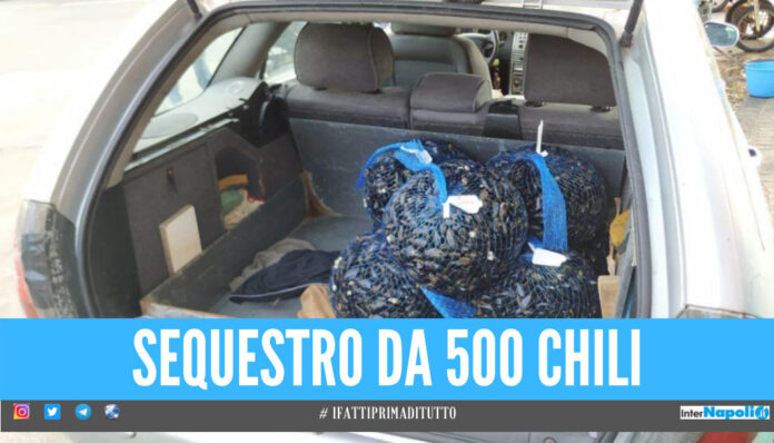 Cozze pericolose per la salute, a Napoli maxi sequestro da mezza tonnellata