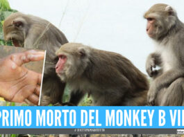 Monkey B Virus vaiolo delle scimmie