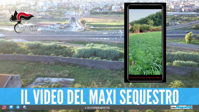 Trovate 9 tonnellate di marijuana nel Napoletano, scoperte grazie all'odore