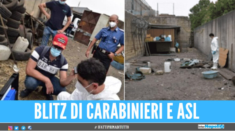 fattoria orrori a barra: cavalli morti