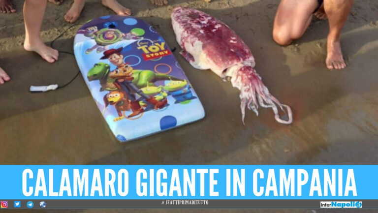 Calamaro gigante sulla spiaggia in Campania, pesa più di un bimbo