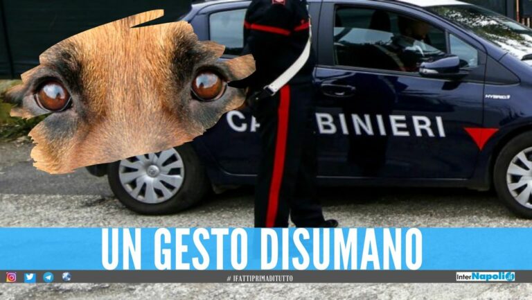 Brutalità in provincia di Napoli, cane ucciso a colpi d’arma da fuoco