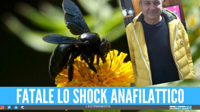 Punto da un'ape, Maurizio morto dopo uno shock anafilattico