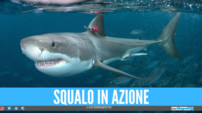 squalo squali giornata mondiale degli squali