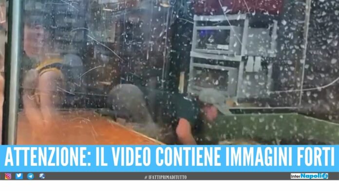 Alligatore si ribella e morde addestratrice, visitatore la salva a mani nude