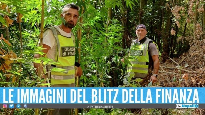 Arrestato imprenditore di Giugliano, nascondeva una piantagione di marijuana