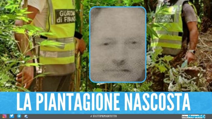 Beccato con 106 piante di marijuana, scarcerato l'imprenditore di Giugliano