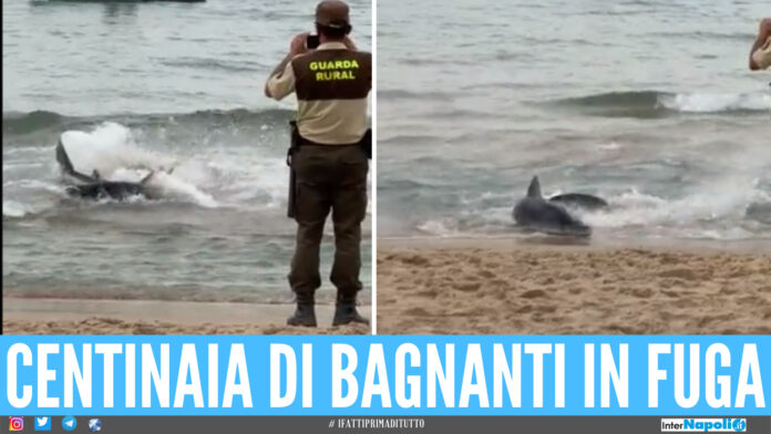 Squalo sulla spiaggia di Alicante