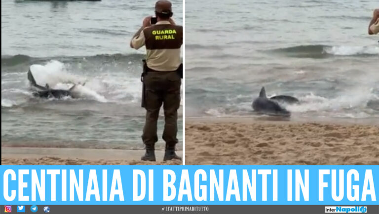 [VIDEO]. Terrore sulla spiaggia spagnola, squalo di oltre due metri semina il panico a riva