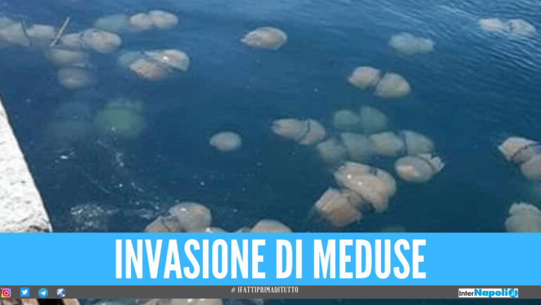 Invasione di meduse