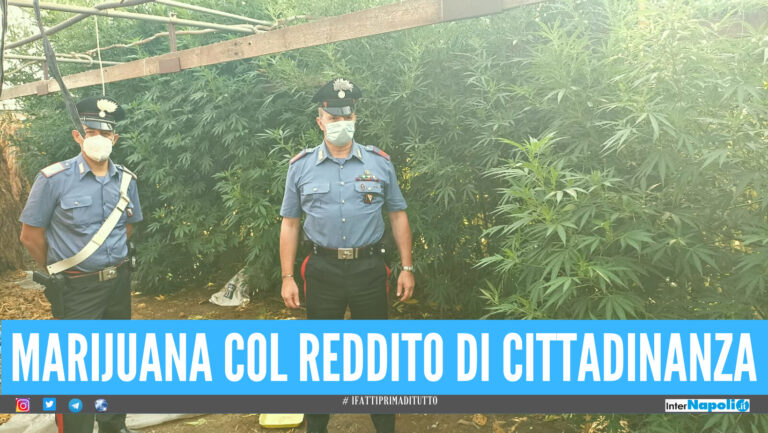 Maxi coltivazione di marijuana ad Acerra, 3 arresti: uno prendeva il reddito di cittadinanza