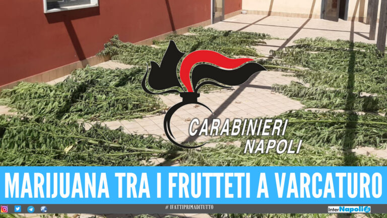 Blitz a Giugliano, piantagione di marijuana tra alberi di frutta: c'è un arresto
