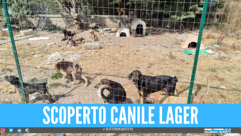 Canile lager sul litorale Domizio, trovati 34 cuccioli in pessime condizioni